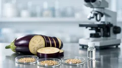 Auberginefrön i cancerforskning: nya fynd som kan bromsa tumörceller