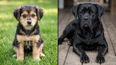 Vem är smartast: en blandrashund eller en renrasig hund