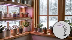 Växtbelysning för nybörjare: rätt LED-lampa för förodling, örter och krukväxter