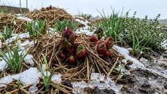 Topp 7 växter som klarar januaritö bäst: trädgårdsmästarnas åsikter